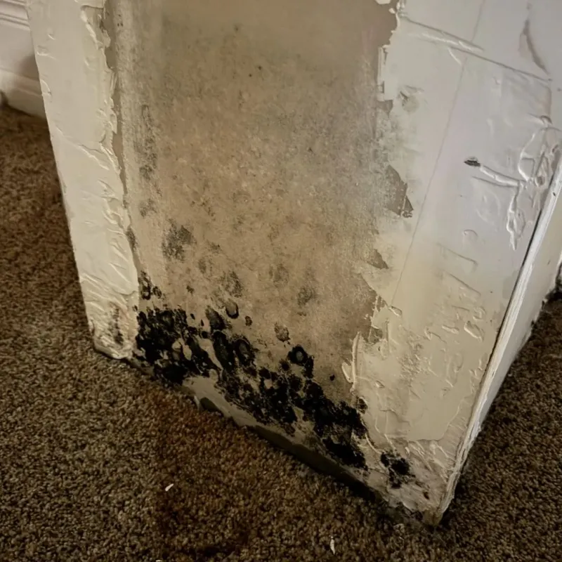 Professional Mold Removal in City of Radford, VA